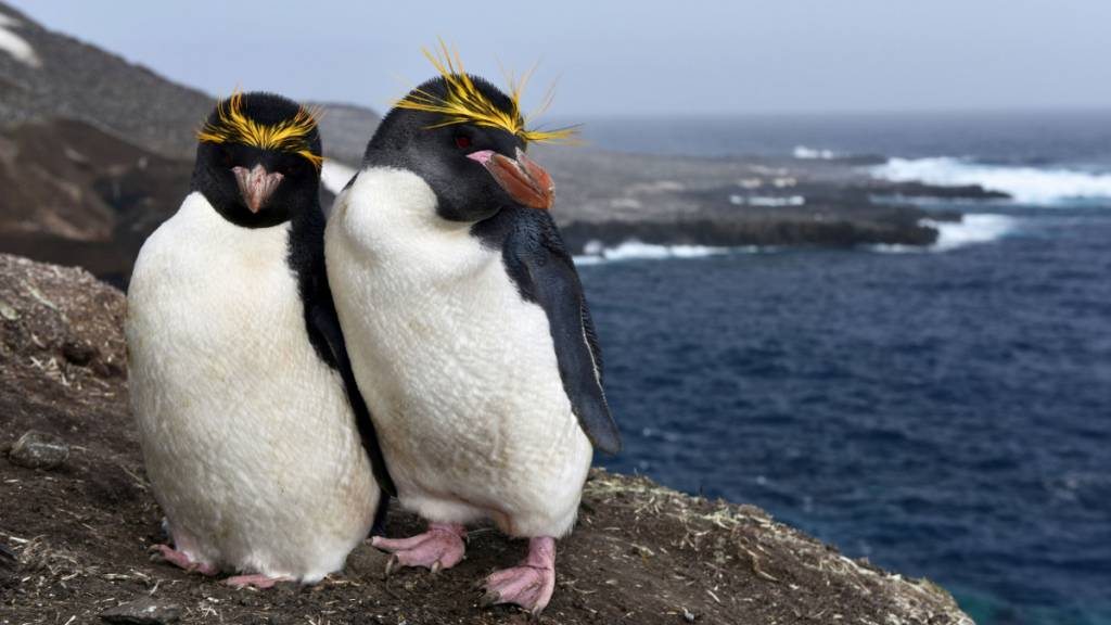 Two macaroni penguins
