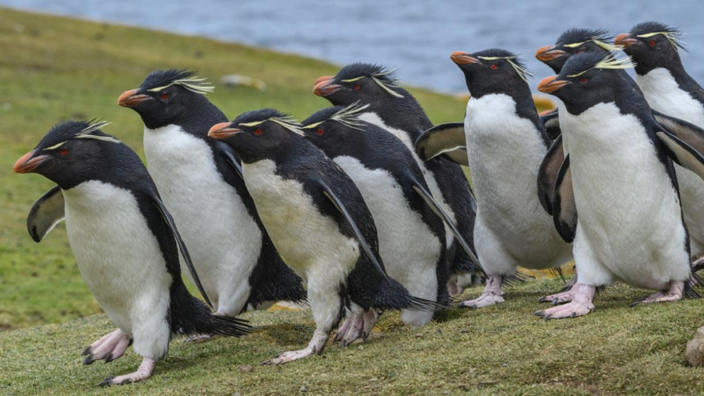 A group of rockhopper penguins waddling in a line