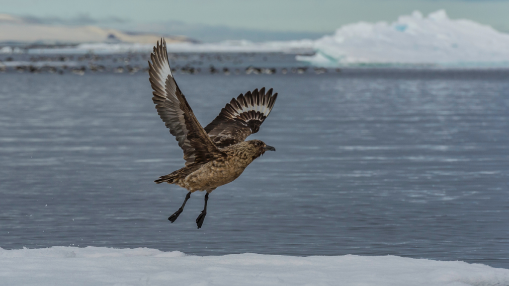 Skua flapping wings