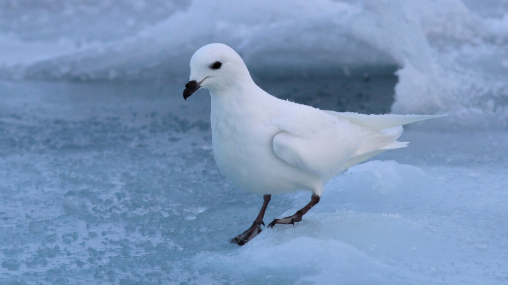 A snow petrel on ice