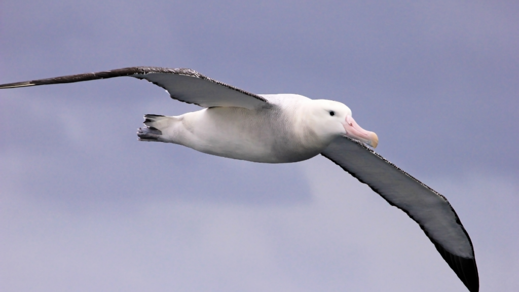 Wandering albatross flying