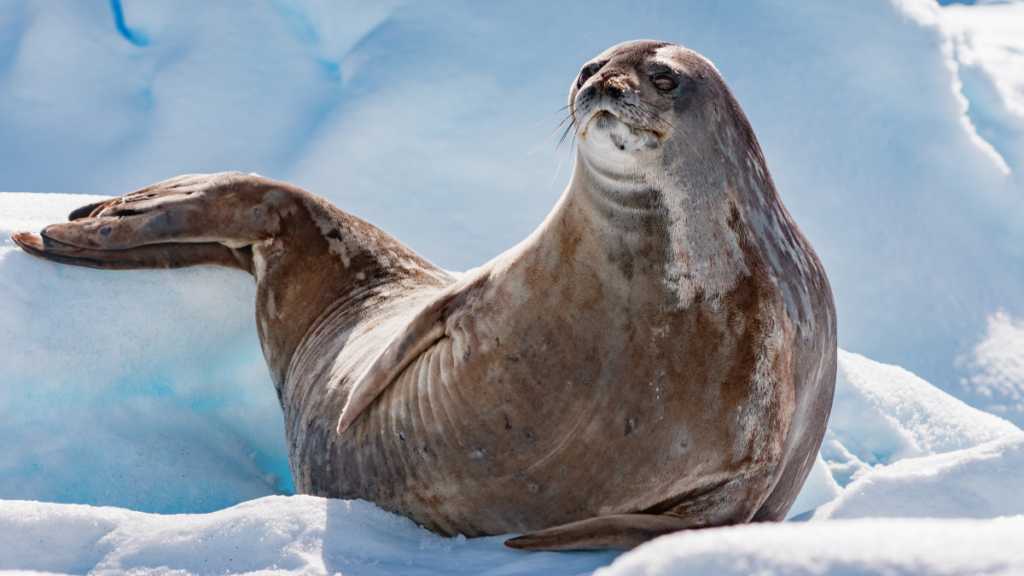Weddell seal on ice