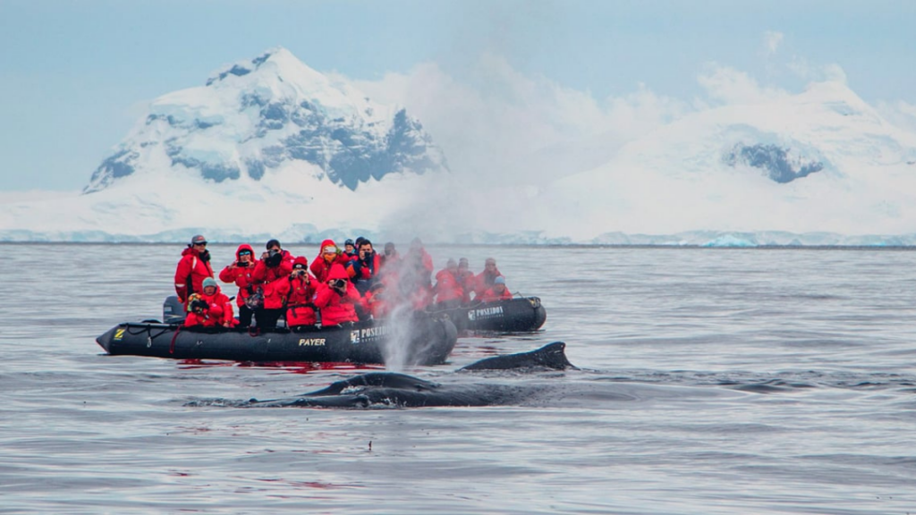 A breaching whale is watched by a group of people in a Zodiac