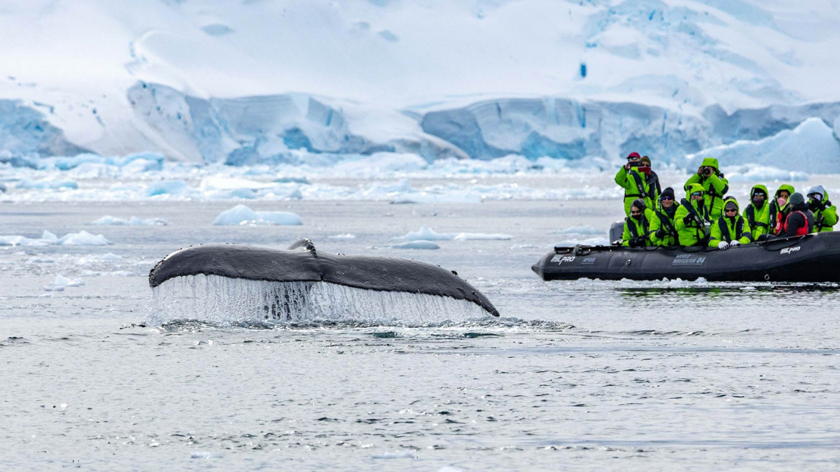 Whale tale
